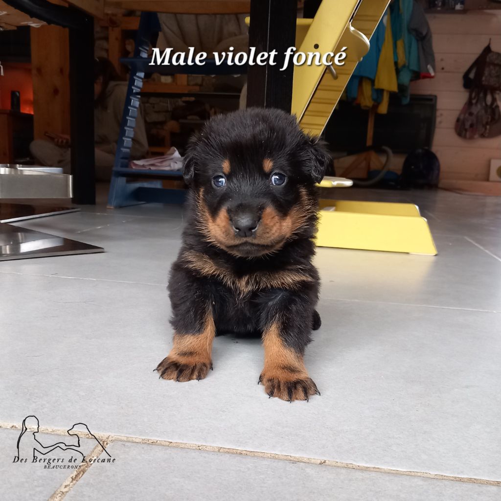 Des Bergers De Loscane - Chiot disponible  - Berger de Beauce