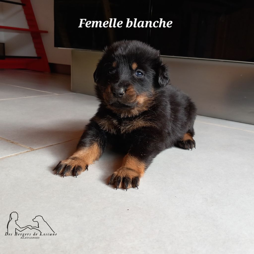 Des Bergers De Loscane - Chiot disponible  - Berger de Beauce