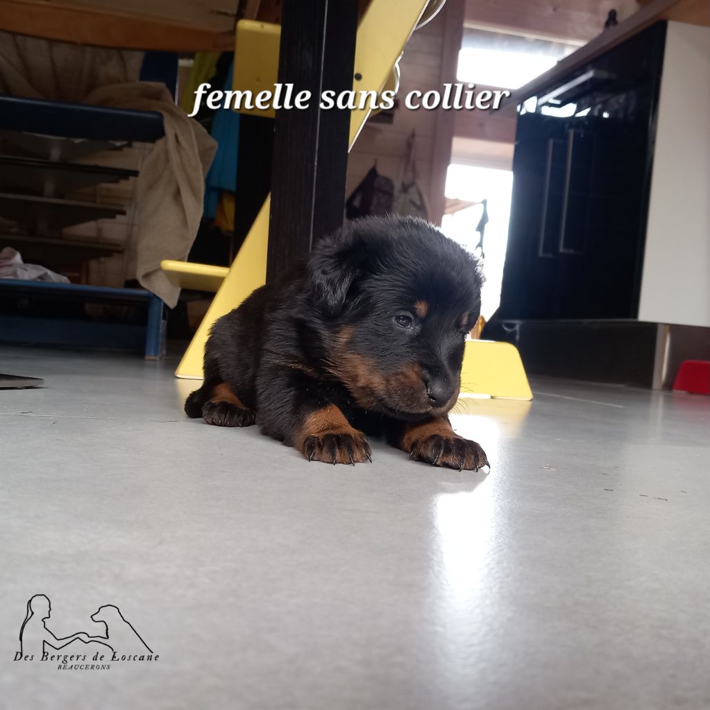 Des Bergers De Loscane - Chiot disponible  - Berger de Beauce