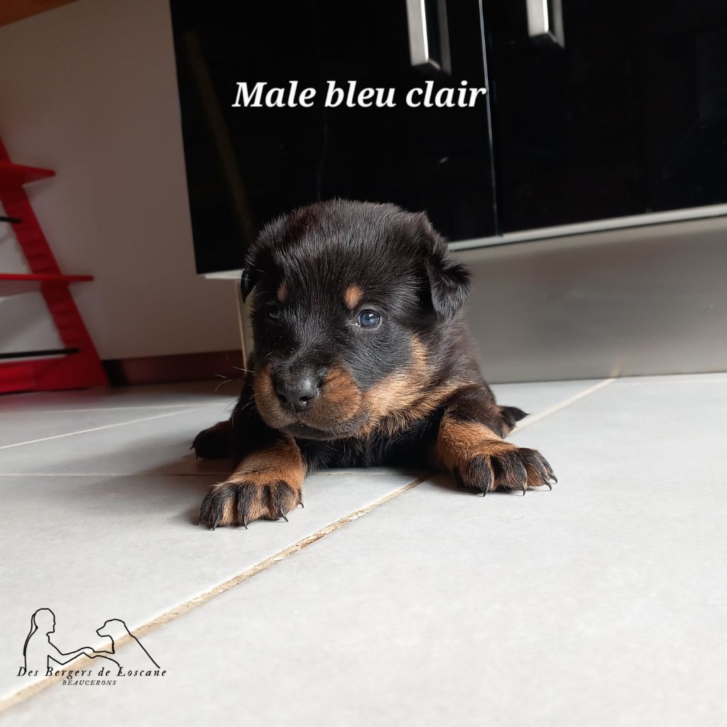 Des Bergers De Loscane - Chiot disponible  - Berger de Beauce