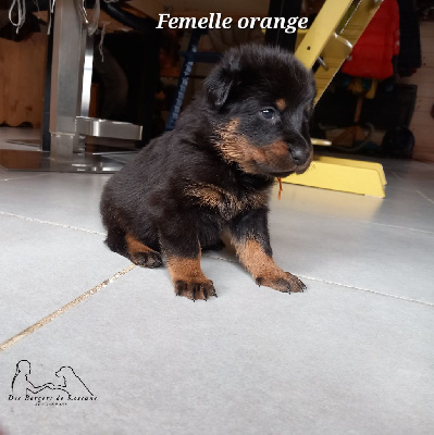 Femelle collier orange 