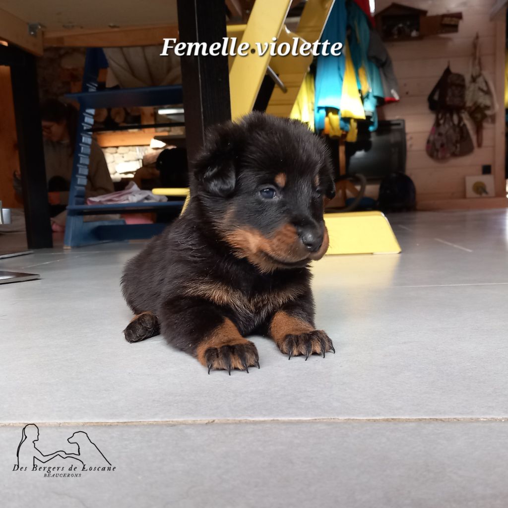 Des Bergers De Loscane - Chiot disponible  - Berger de Beauce