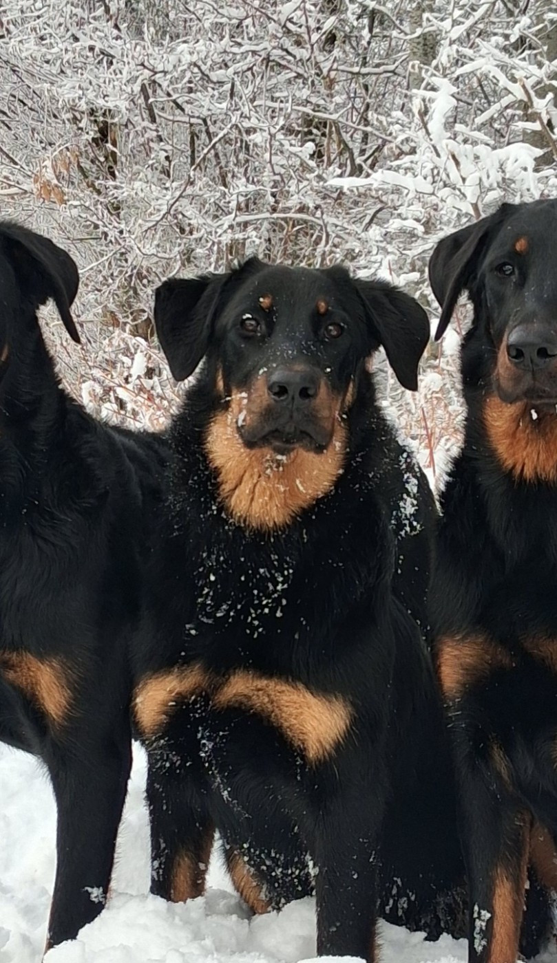 Ada shelby Du Songe De La Lune Noire