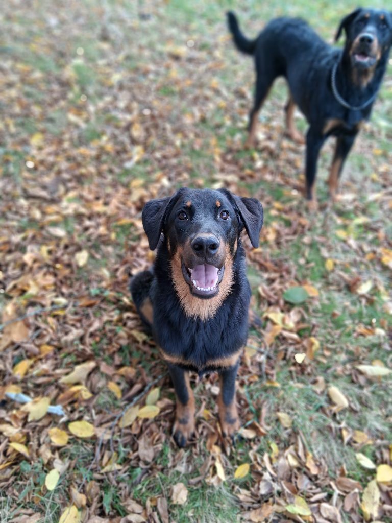 Ada shelby Du Songe De La Lune Noire