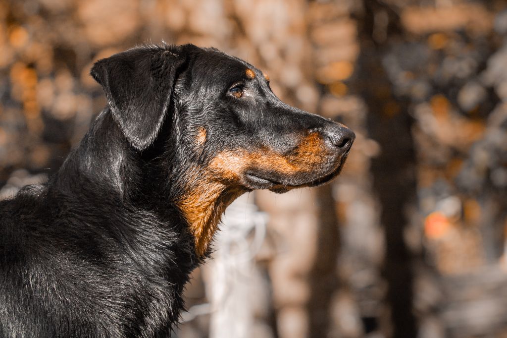 Vagabonde Des Bergers De Loscane