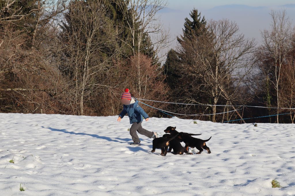 Chiots 