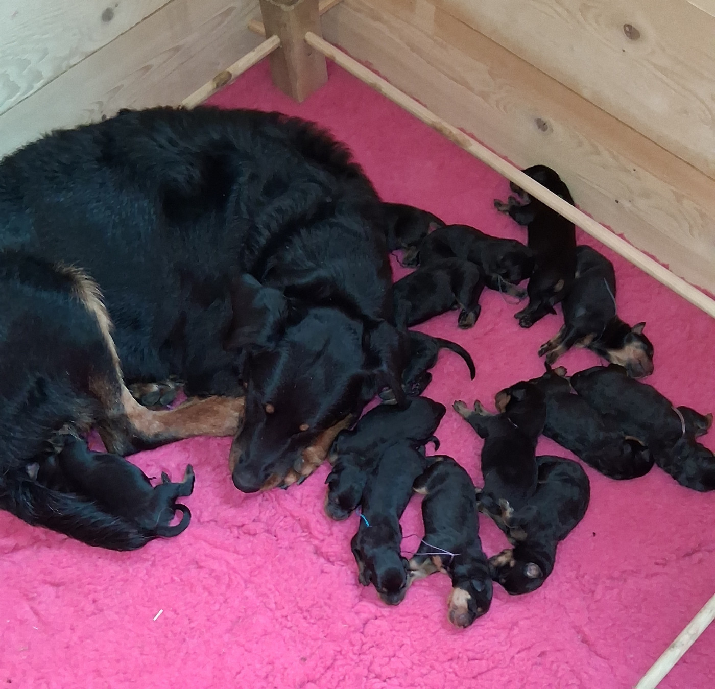 Des Bergers De Loscane - Berger de Beauce - Portée née le 09/03/2026